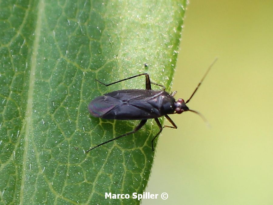 Miridae nero : Plagiognathus arbustorum - Milano (MI)